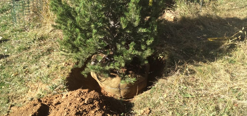 LAM Tree Service carefully planting drought-tolerant trees at an Eagle, CO residence.