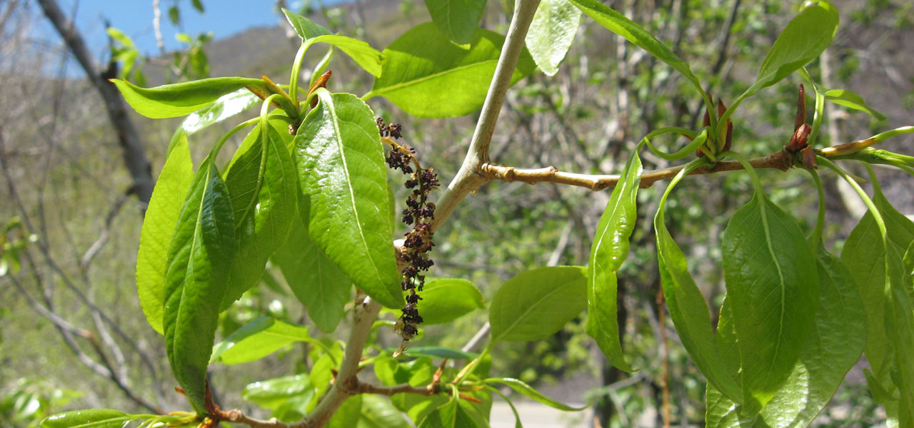 Narrowleaf Cottonwood Populus Angustifolia Aka Willow Leaved Poplar Lam Tree Service